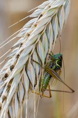 Roesels Beißschrecke - Metrioptera roeselii (1)