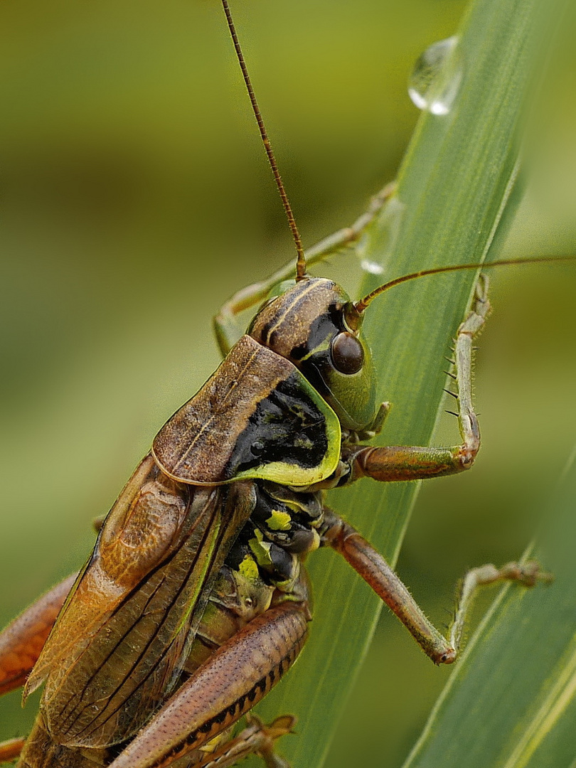 Roesels Beißschrecke (Metrioptera roeselii) 