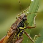 Roesels Beißschrecke (Metrioptera roeselii) 