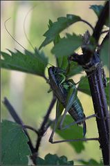 Roesels Beißschrecke (Metrioptera roeselii)