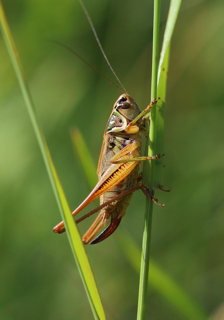 Roesels Beißschrecke/ Metrioptera roeselii