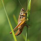 Roesels Beißschrecke/ Metrioptera roeselii