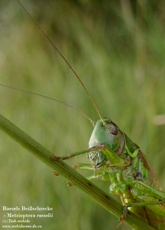 Roesels Beißschrecke (Metrioptera roeselii)