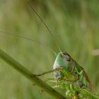 Roesels Beißschrecke (Metrioptera roeselii)