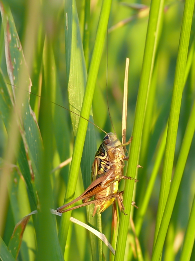 Roesels Beißschrecke - Metrioptera roeselii