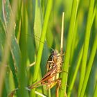 Roesels Beißschrecke - Metrioptera roeselii