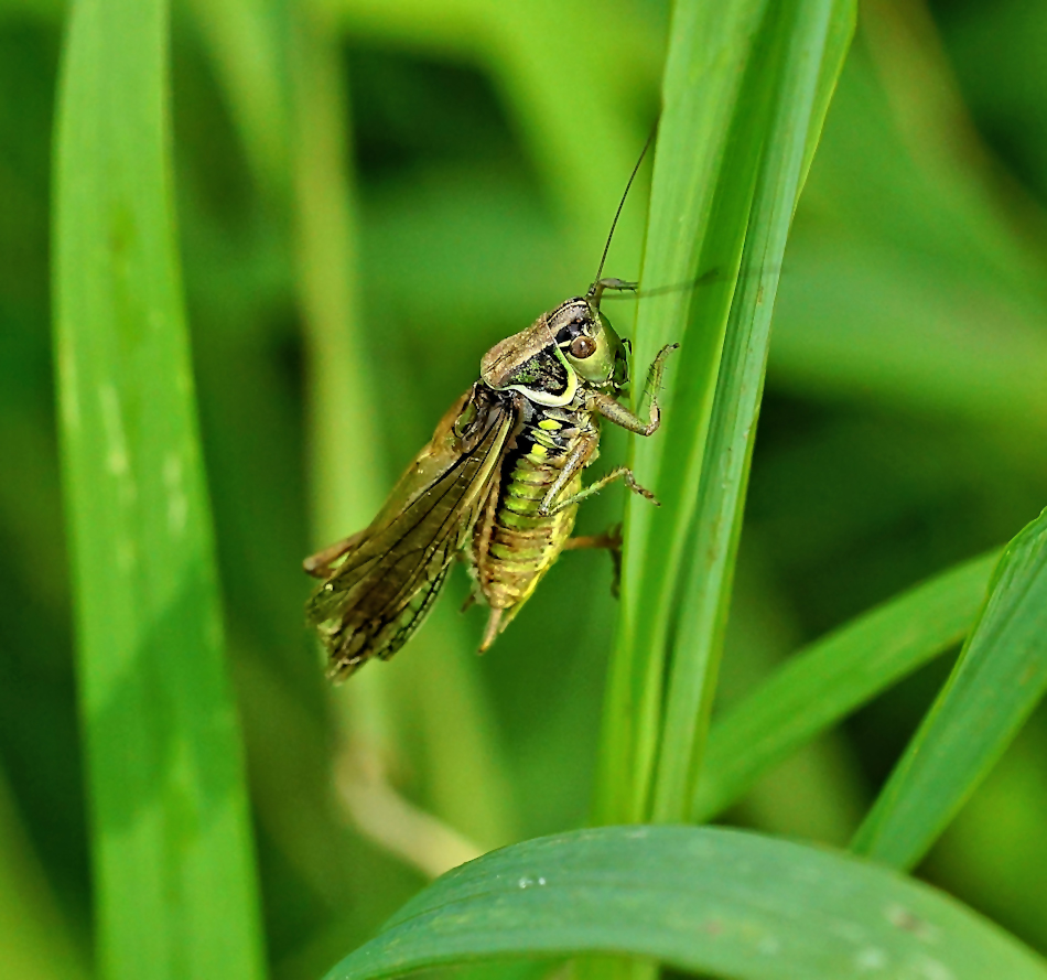 Roesels Beißschrecke (Metrioptera roeselii)