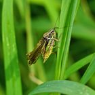 Roesels Beißschrecke (Metrioptera roeselii)