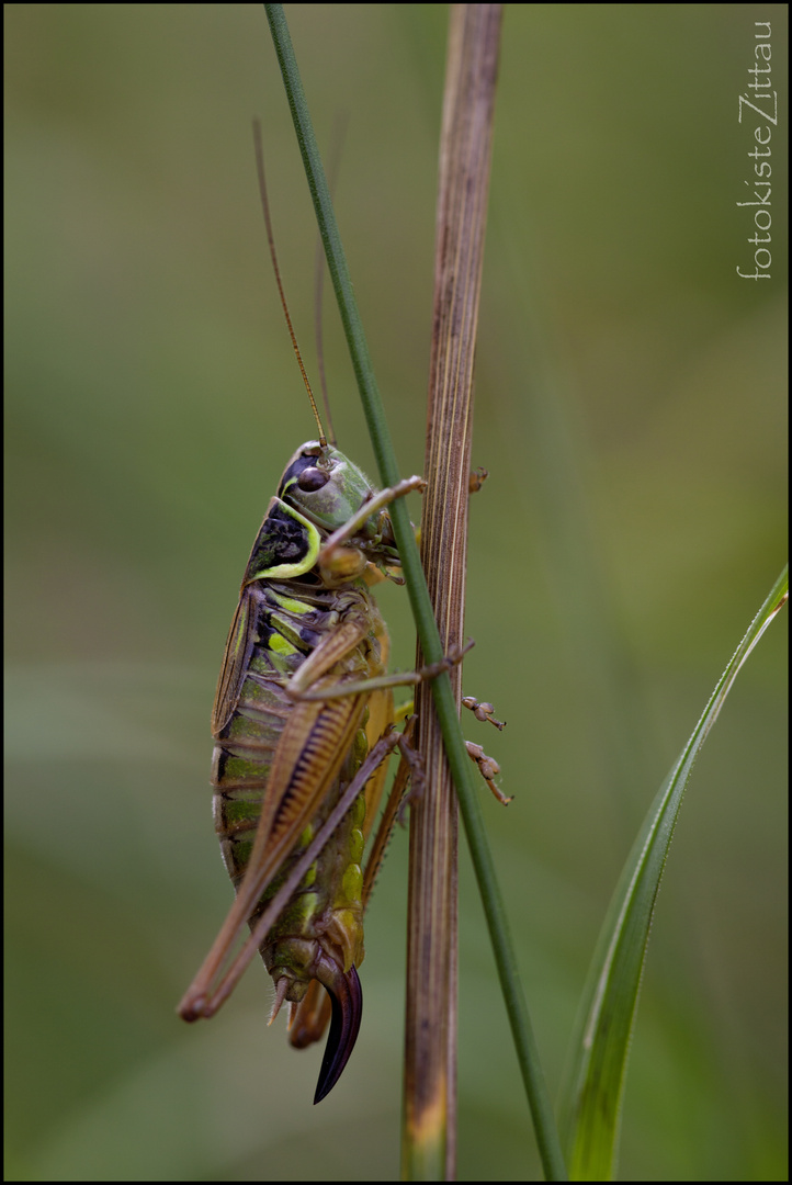 Roesels Beißschrecke (Metrioptera roeselii)