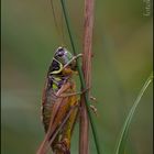 Roesels Beißschrecke (Metrioptera roeselii)