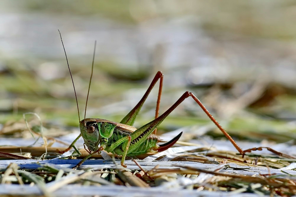 Roesels Beißschrecke [Metrioptera roeselii]