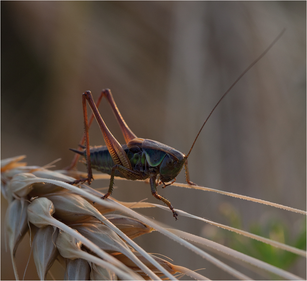 roesels beißschrecke (metrioptera roeselii)