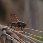 roesels beißschrecke (metrioptera roeselii)