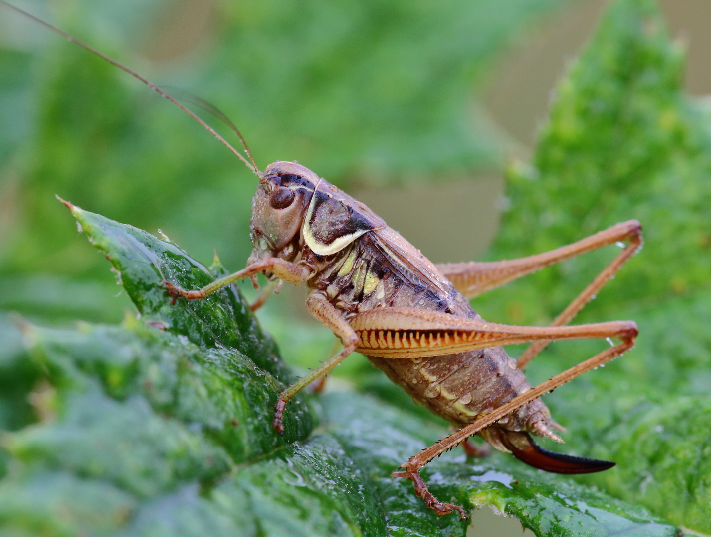 Roesels Beißschrecke/ Metrioptera roeselii