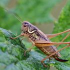 Roesels Beißschrecke/ Metrioptera roeselii