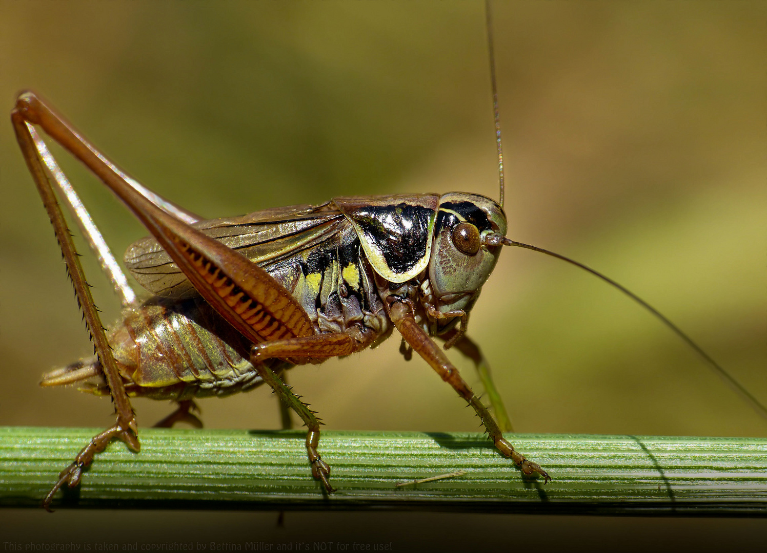 Roesels Beißschrecke (Metrioptera roeselii) - Männchen