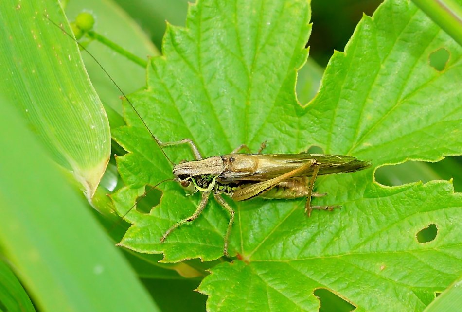 Roesels Beißschrecke (Metrioptera roeselii)2