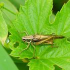 Roesels Beißschrecke (Metrioptera roeselii)2