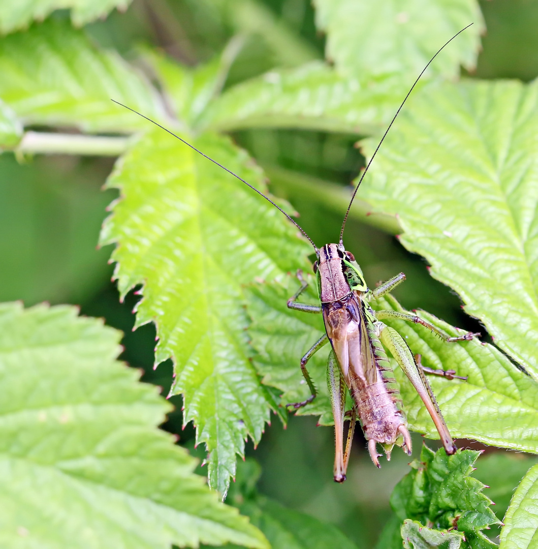 Roesels Beissschrecke,Roeseliana roeselii,Männchen