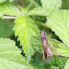 Roesels Beissschrecke,Roeseliana roeselii,Männchen