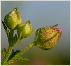 Röslein, Röslein, Röslein rot, Röslein auf der Heide...