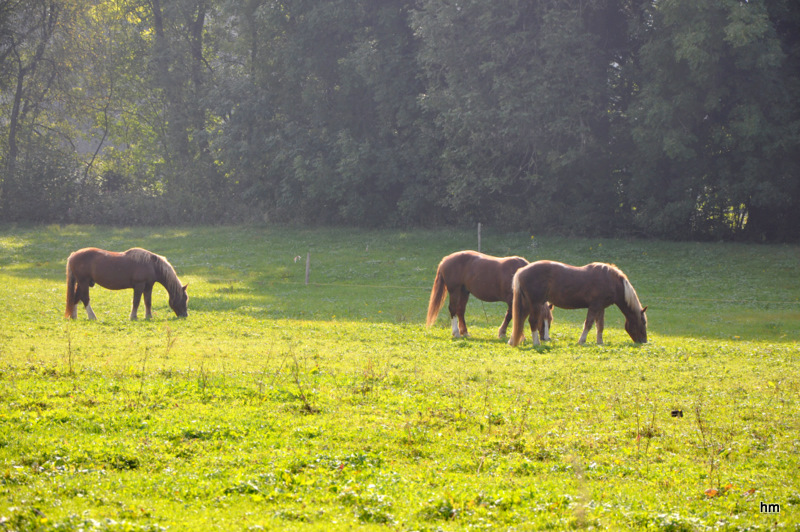 Rösser auf der Herbstweide