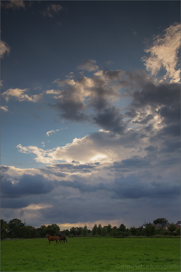 Rösser under großem Himmel