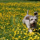 Roesti in the buttercups at Baynards, Surrey