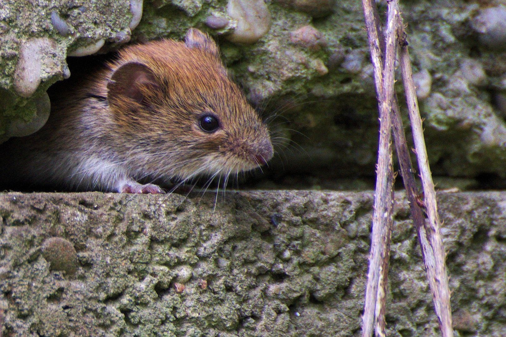 Rötel Maus Portrait