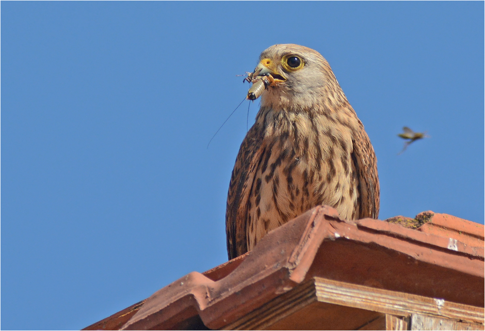 Rötelfalke