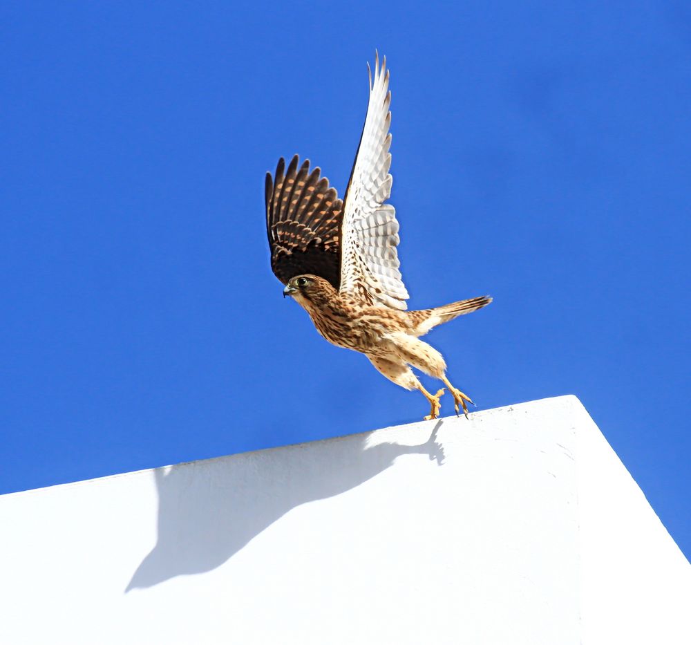 Rötelfalke beim Absprung