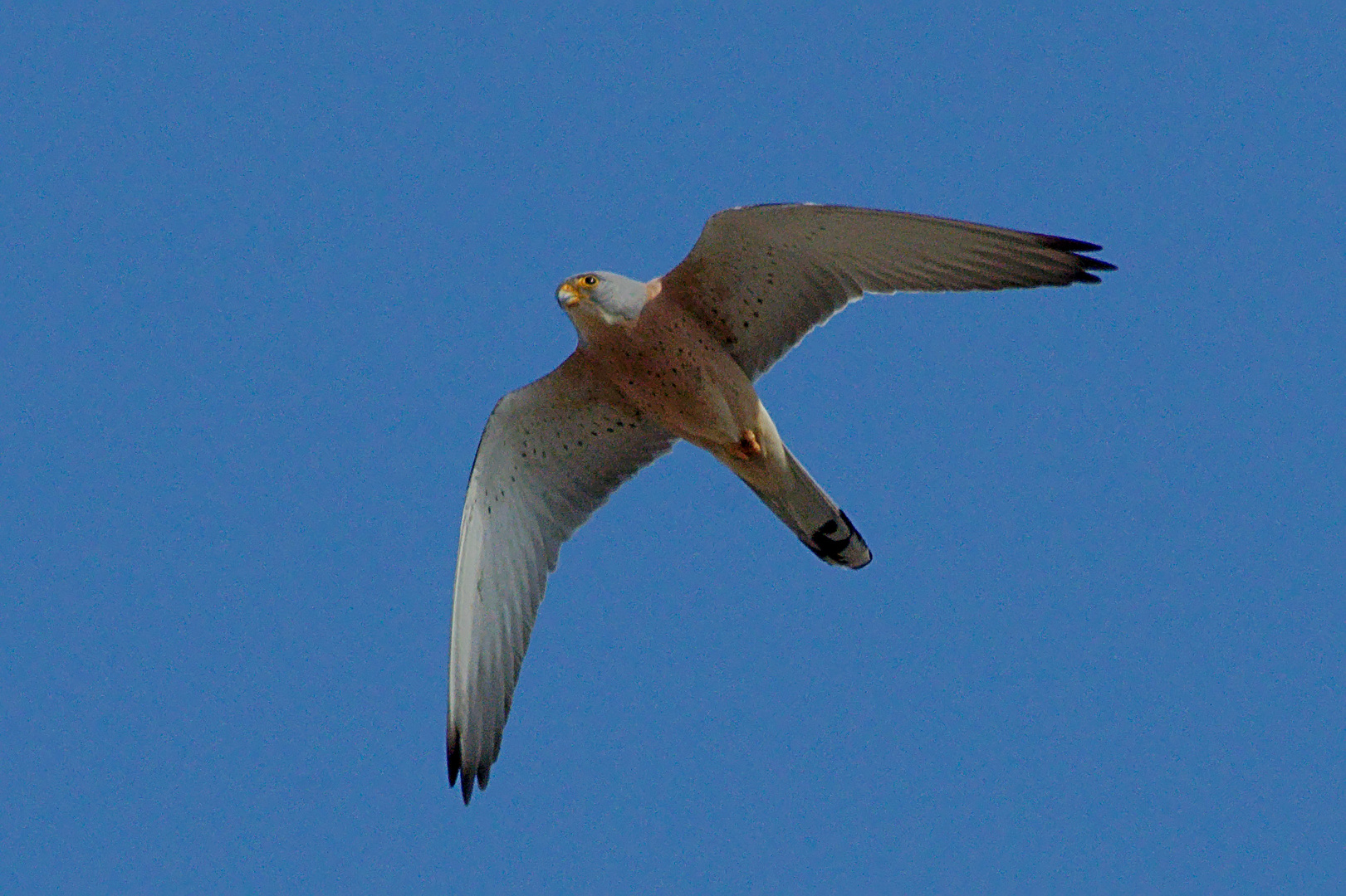 Rötelfalke (Falco naumanni) 2