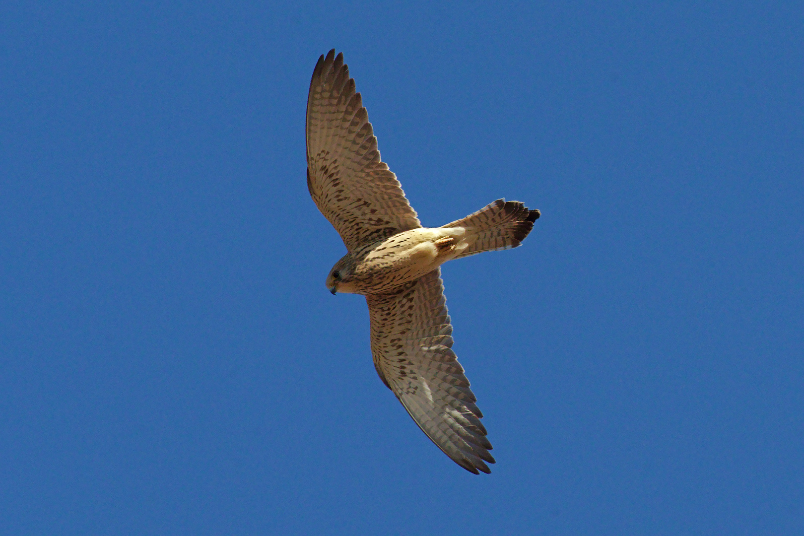 Rötelfalke (Falco naumanni) 3