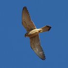 Rötelfalke (Falco naumanni) 3