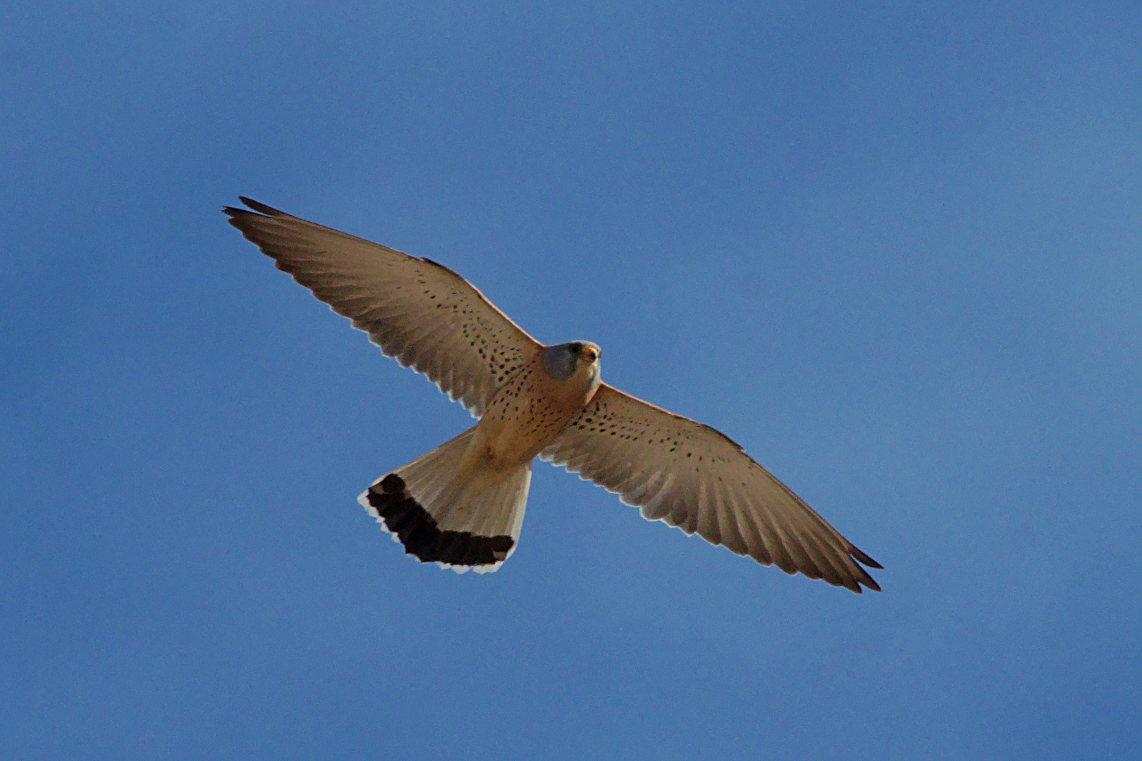 Rötelfalke (Falco naumanni) 4