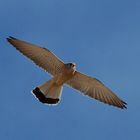 Rötelfalke (Falco naumanni) 4