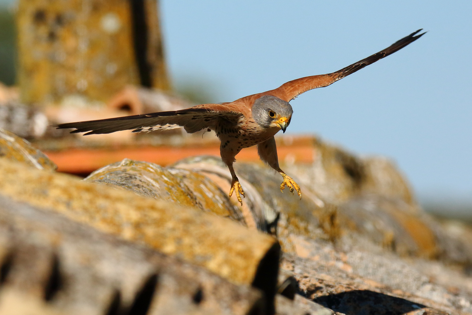 Rötelfalke (m) im Anflug