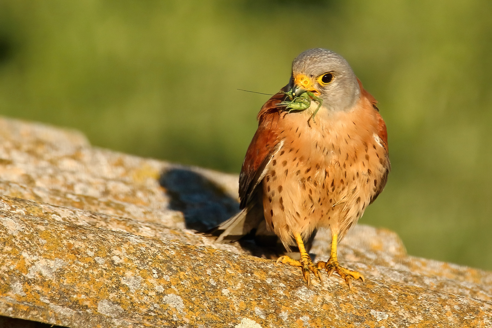 Rötelfalke (m) mit Laubheuschrecke