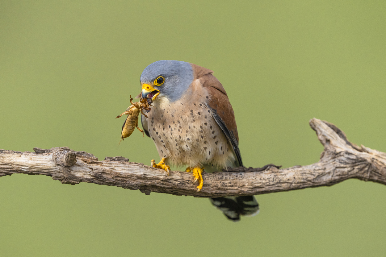 Rötelfalke (m) mit Werre