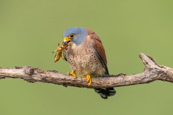 Rötelfalke (m) mit Werre