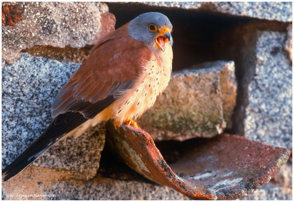 --- Rötelfalke männl. vor der Bruthöhle --- ( Falco naumanni )