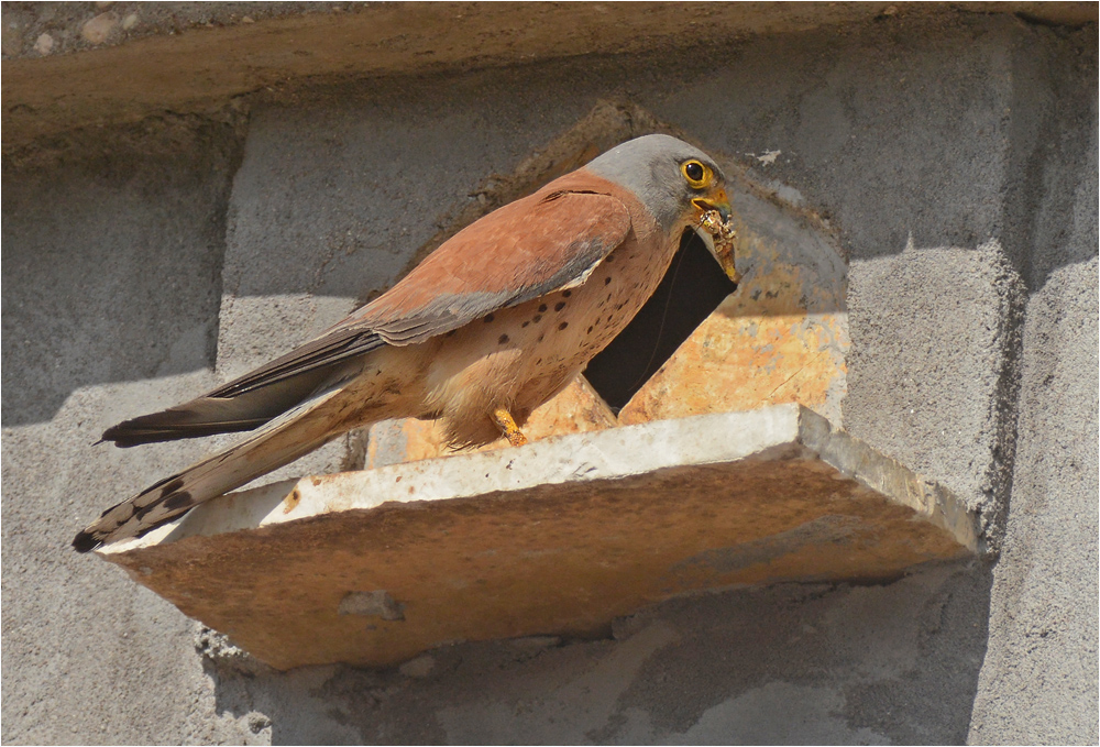 Rötelfalke mit Beute