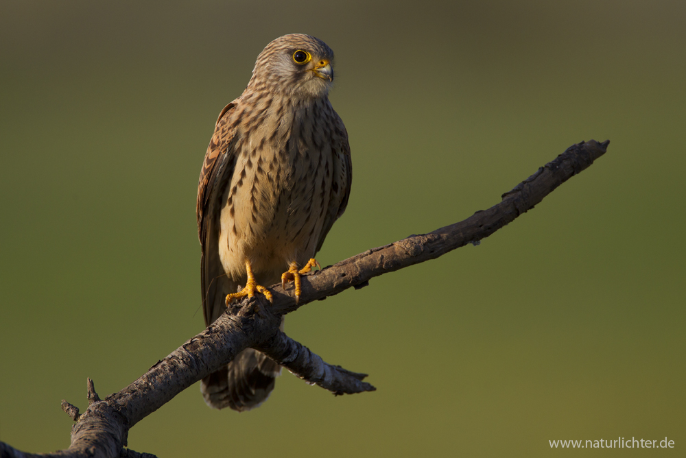 Rötelfalke, Weibchen