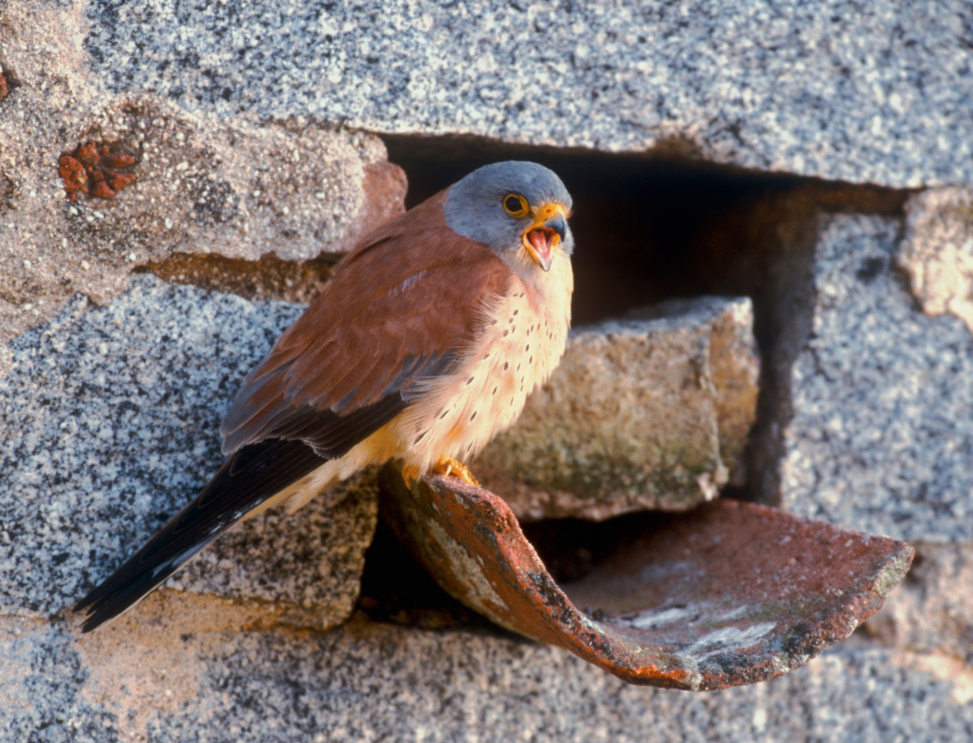  - RÖTELFALKEN -    ( Falco naumanni )