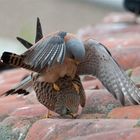 Rötelfalken (Falco naumanni)