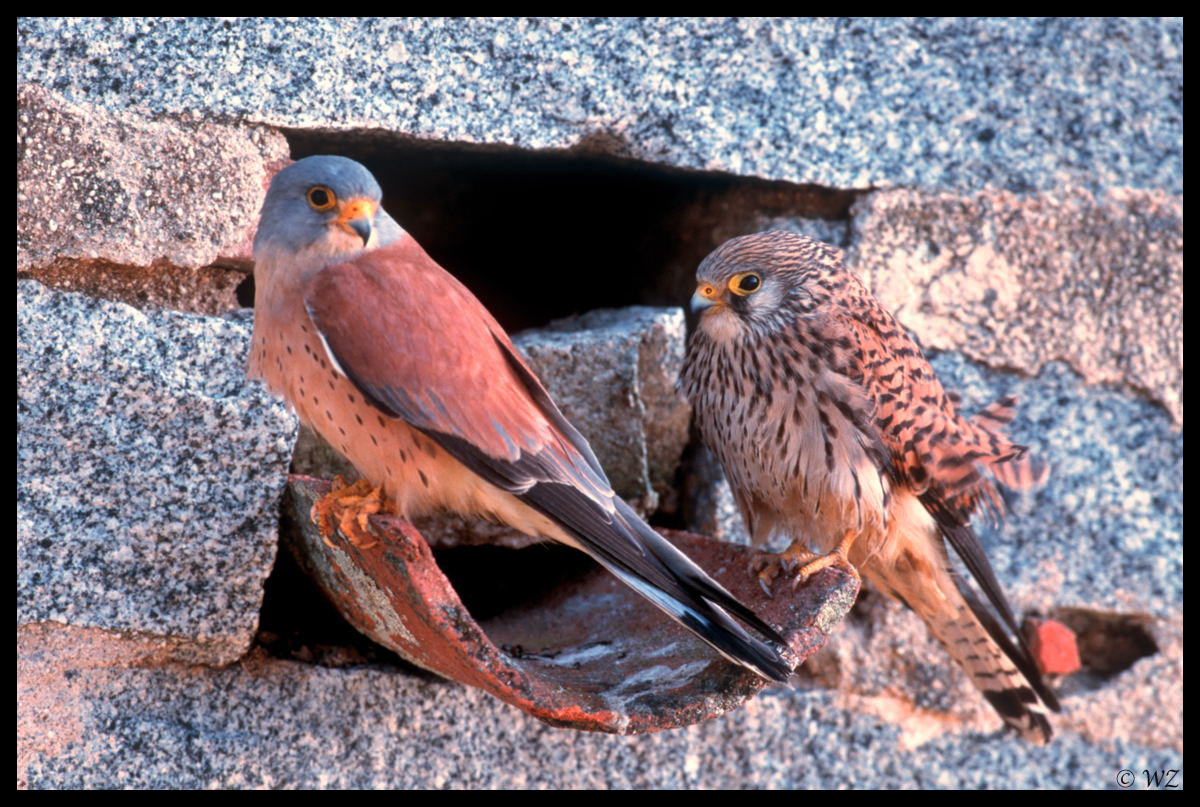 - Rötelfalken - ( Falco naumanni )
