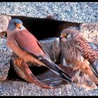 - Rötelfalken - ( Falco naumanni )