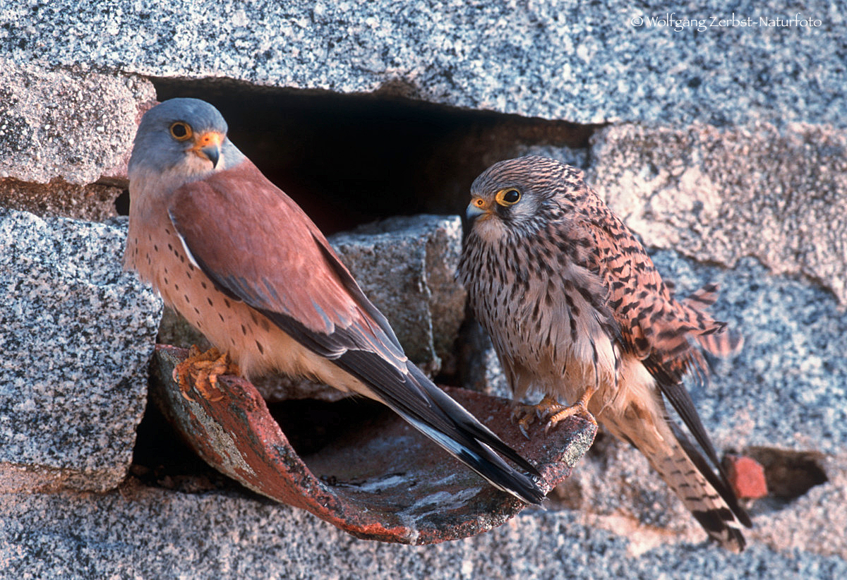  " Rötelfalken Paar " ( Falco naumanni )