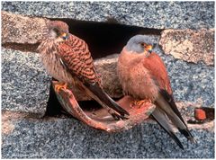 --- Rötelfalken-Paar vor der Brüzhöhle --- ( Falco naumanni )