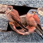 --- Rötelfalken-Paar vor ihrer Bruthöhle --- ( Falco naumanni )